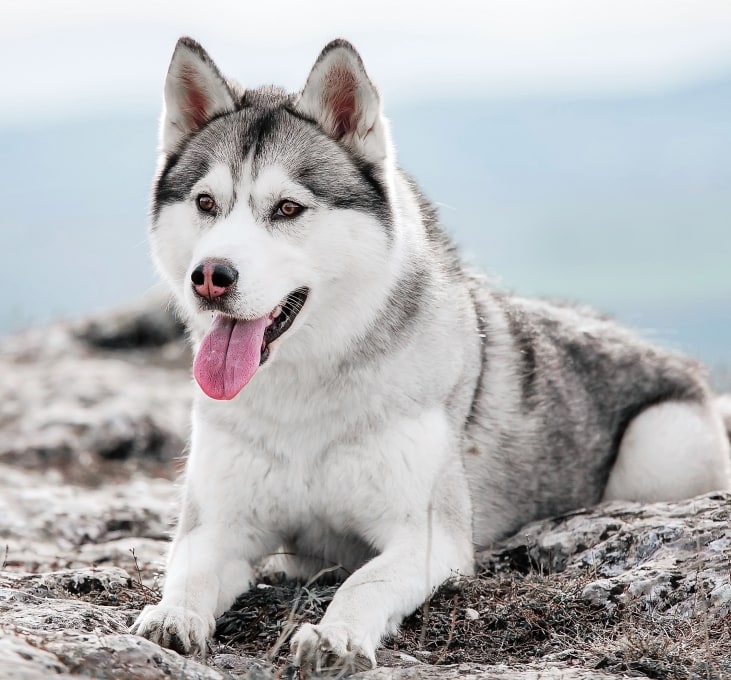 Maury County Veterinary Hospital Hero Image Maury County Veterinary Hospital Hero Image