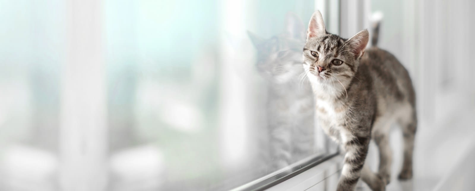 Welcome to River Hills Pet Care Hospital Hero Image Welcome to River Hills Pet Care Hospital Hero Image