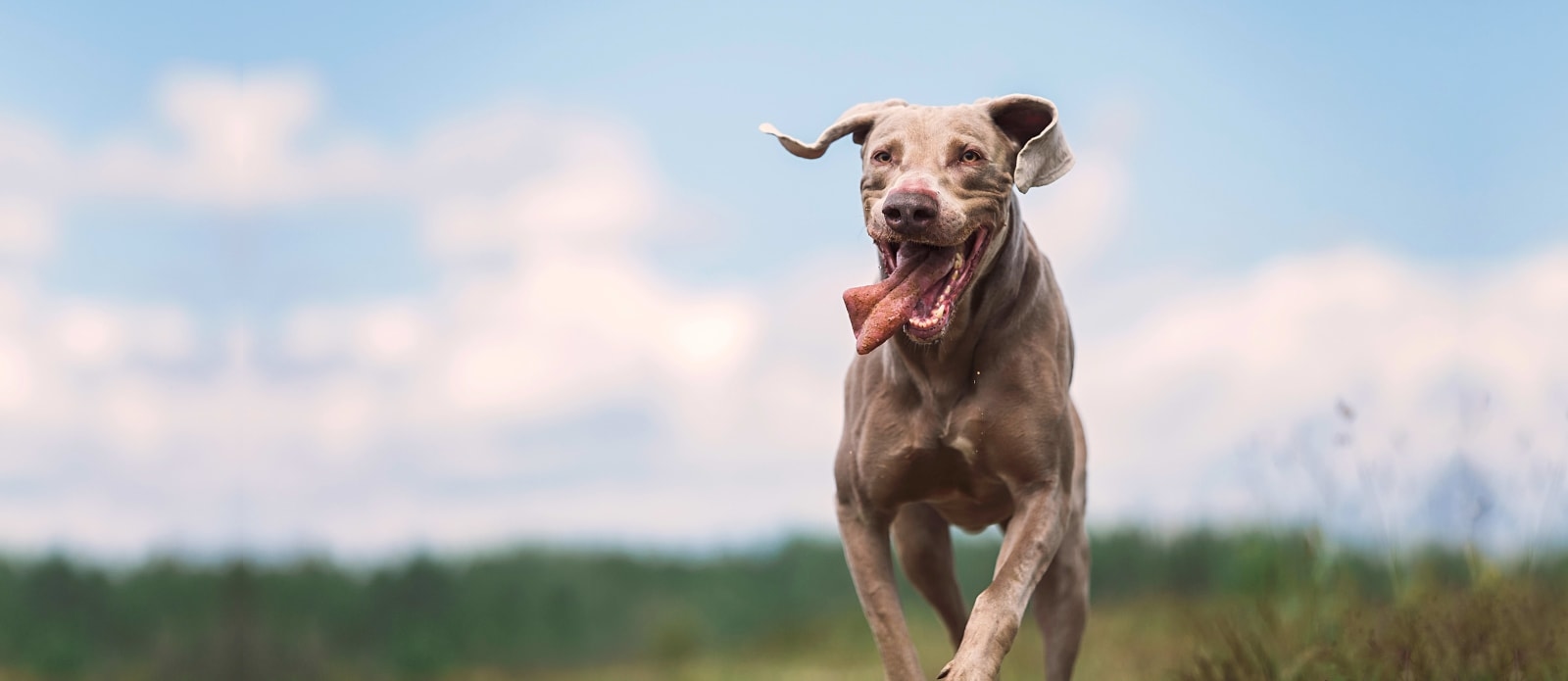 Broad Street Veterinary Hospital Hero Image Broad Street Veterinary Hospital Hero Image