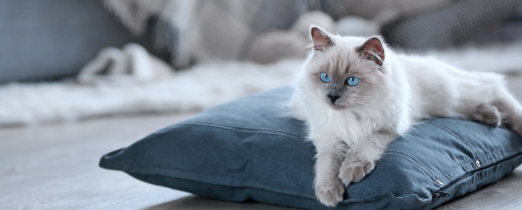 Columbia River Veterinary Specialists Hero Image Columbia River Veterinary Specialists Hero Image