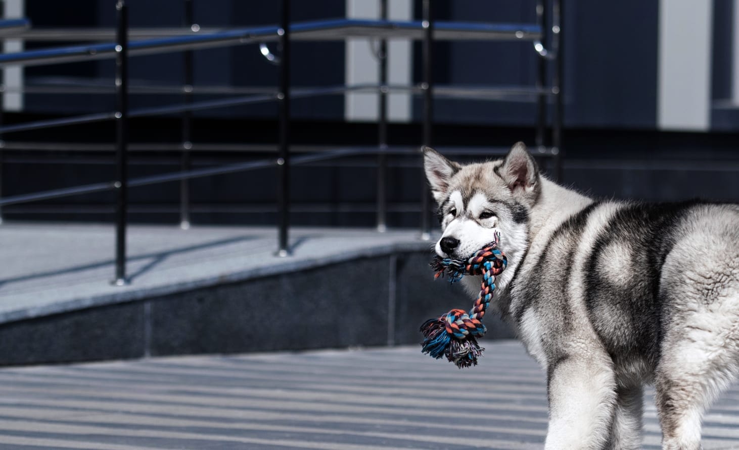 Cortaro Farms Pet Hospital Hero Image Cortaro Farms Pet Hospital Hero Image