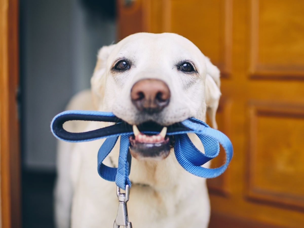 Zeeland Veterinary Service Hero Image Zeeland Veterinary Service Hero Image