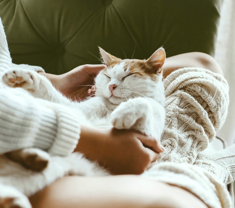 Best Friends Animal Hospital Hero Image Best Friends Animal Hospital Hero Image