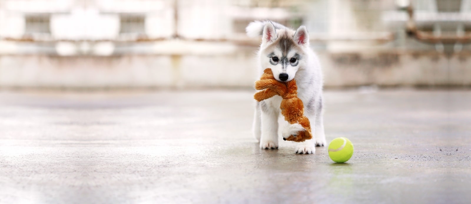 North Boulder Companion Animal Hospital Hero Image North Boulder Companion Animal Hospital Hero Image