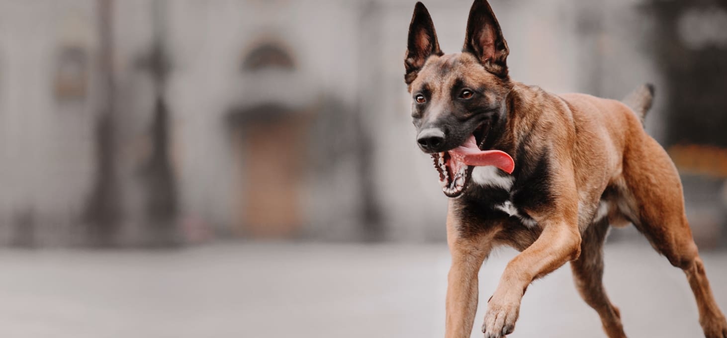 Madison Park Veterinary Hospital Hero Image Madison Park Veterinary Hospital Hero Image