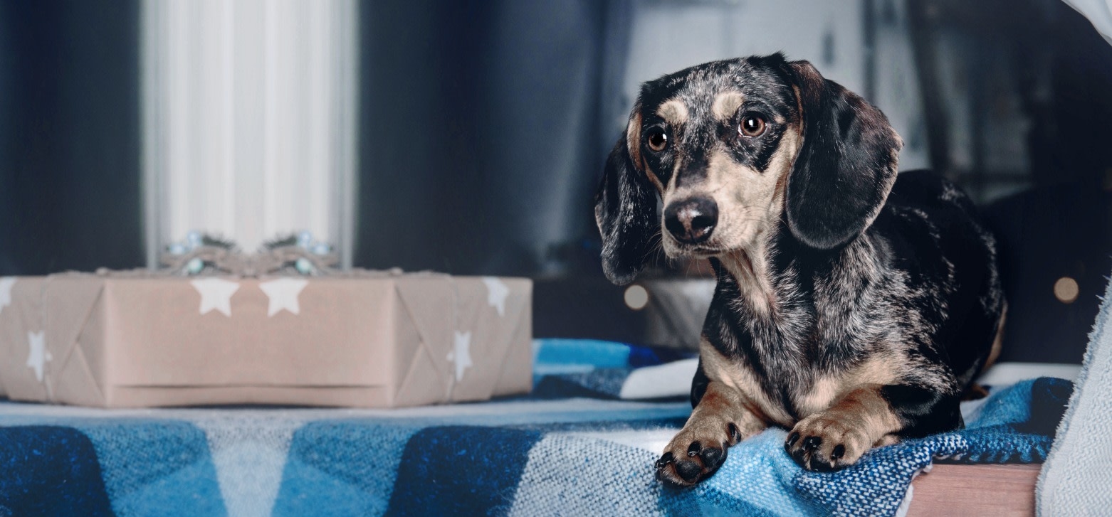 Overwatch Animal Hospital Hero Image Overwatch Animal Hospital Hero Image