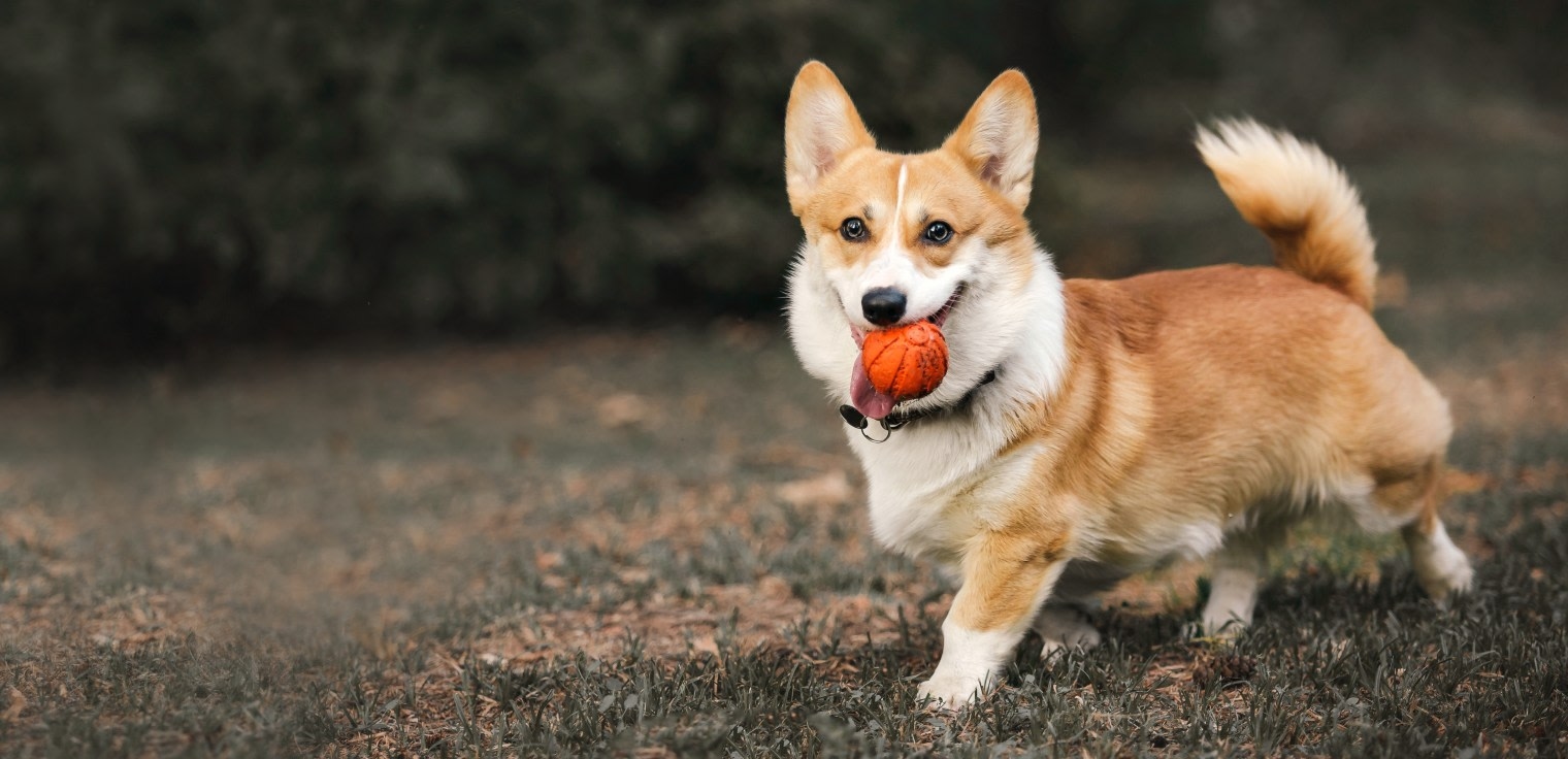 Welcome to Red Hills Veterinary Hospital in Gillette! Hero Image Welcome to Red Hills Veterinary Hospital in Gillette! Hero Image