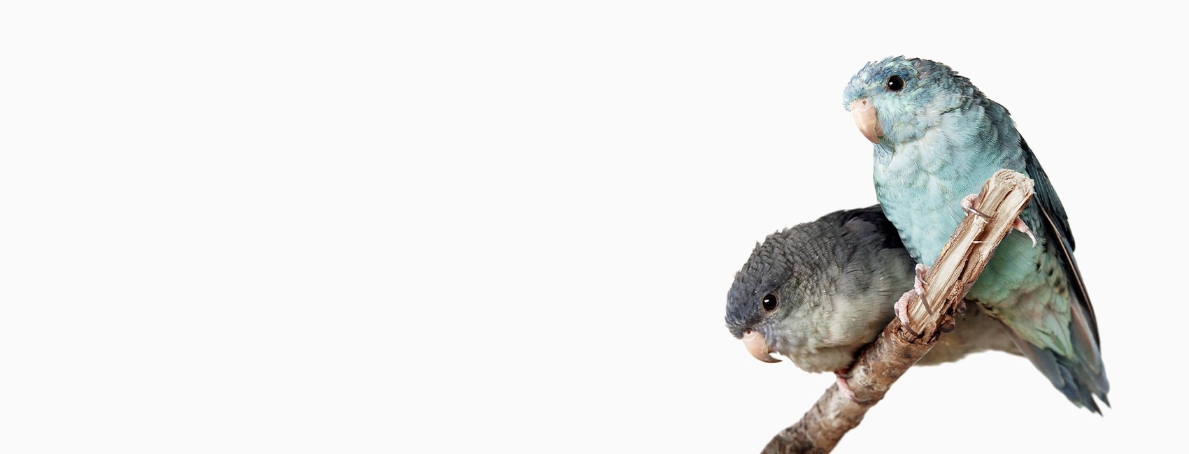 Riverside Veterinary Hospital Hero Image Riverside Veterinary Hospital Hero Image