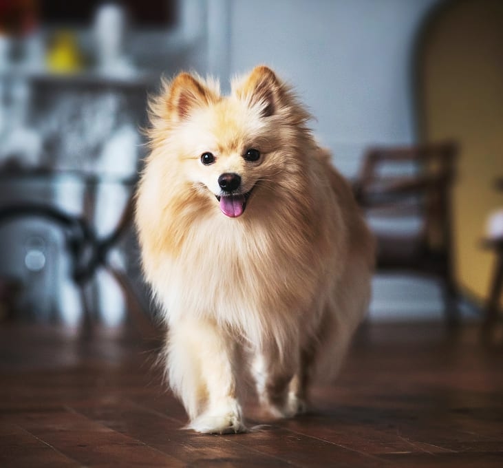 Frontier Veterinary Hospital Hero Image Frontier Veterinary Hospital Hero Image