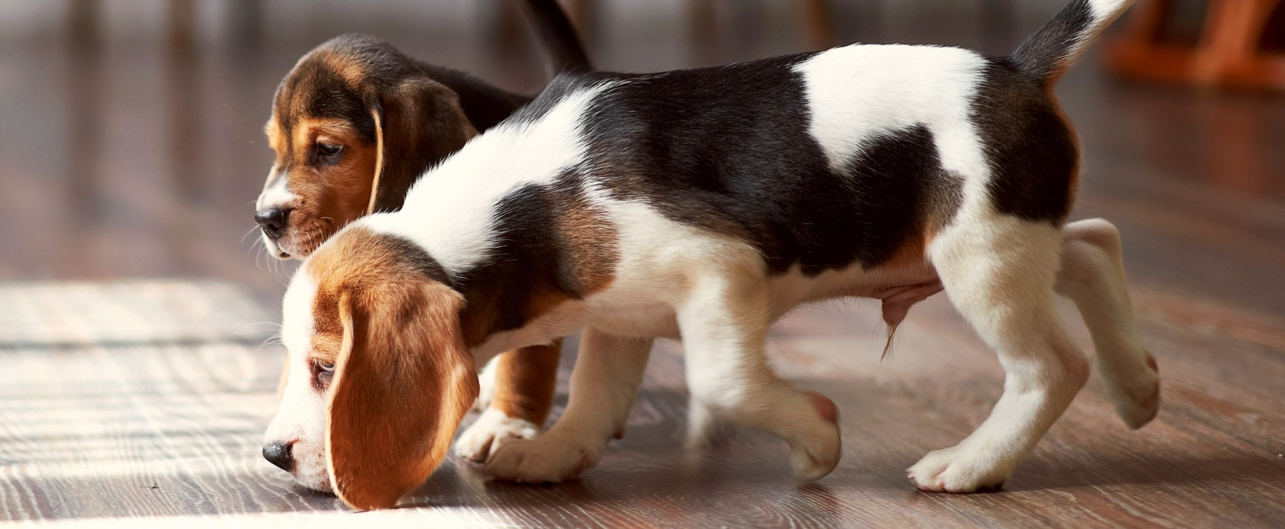 Hohenwald Animal Hospital Hero Image Hohenwald Animal Hospital Hero Image