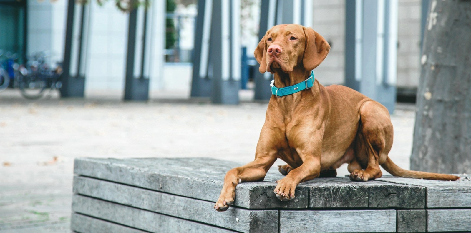 Tumwater Veterinary Hospital Hero Image Tumwater Veterinary Hospital Hero Image