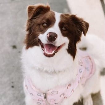 Maple Flores Maple Flores