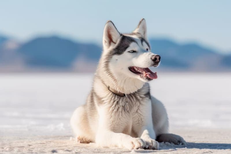 Dog Skin Problems: Scratching, Itching & Other Skin Conditions Dog Skin Problems: Scratching, Itching & Other Skin Conditions