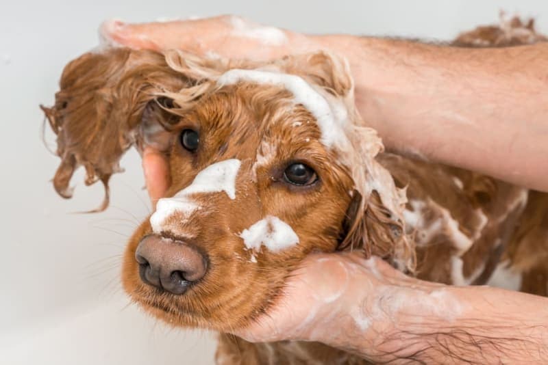 Dandruff in Dogs: Causes & Treatment Dandruff in Dogs: Causes & Treatment