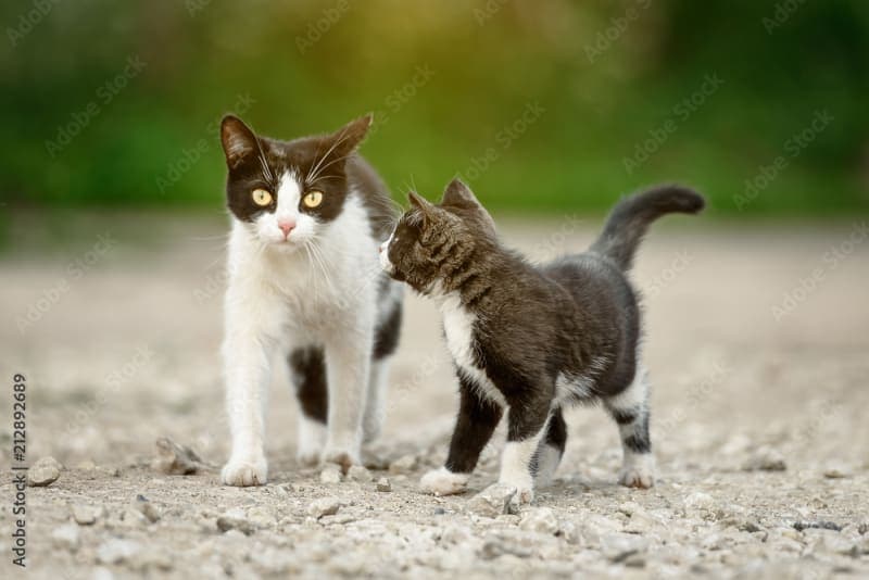 Rabies in Cats: What You Need to Know Rabies in Cats: What You Need to Know