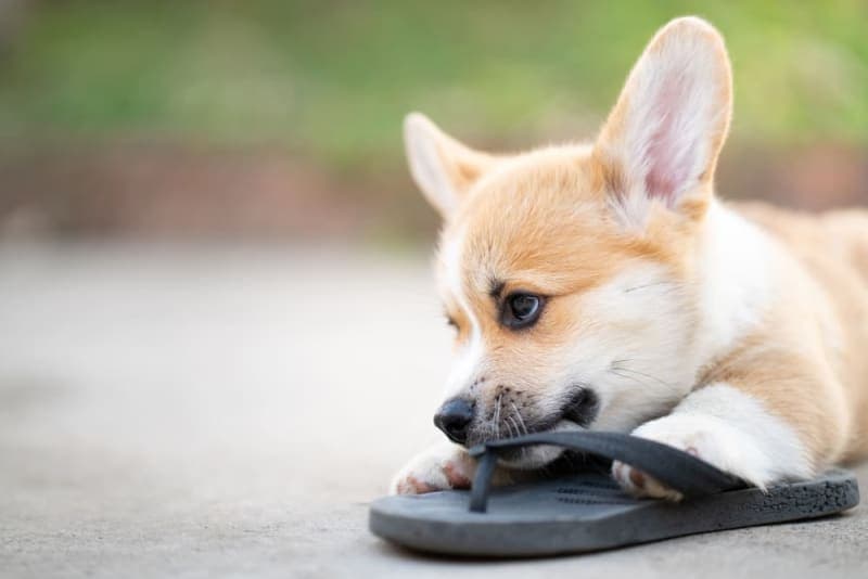 Puppy Teething: Tips & Tricks Puppy Teething: Tips & Tricks