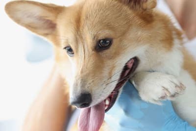 Broken Jaws in Dogs: Causes & Treatments Broken Jaws in Dogs: Causes & Treatments
