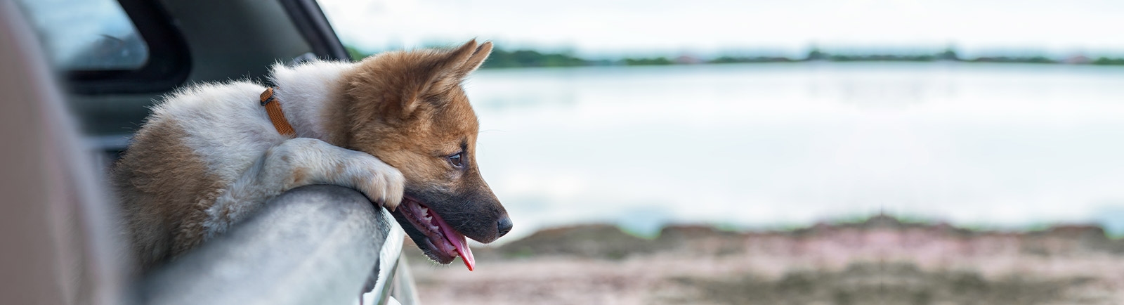 Columbia River Veterinary Specialists Hero Section about us Columbia River Veterinary Specialists Hero Section about us