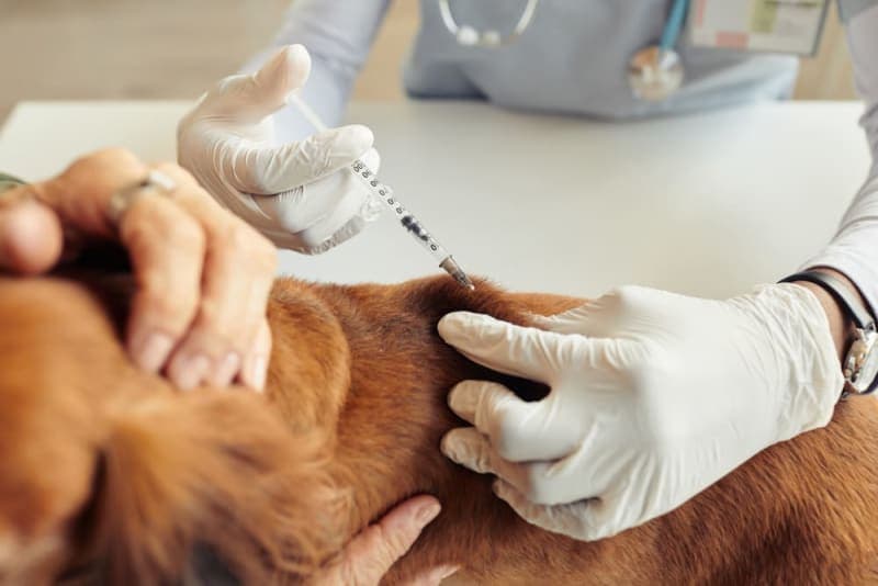 Can a Vaccinated Dog Get Rabies? Can a Vaccinated Dog Get Rabies?
