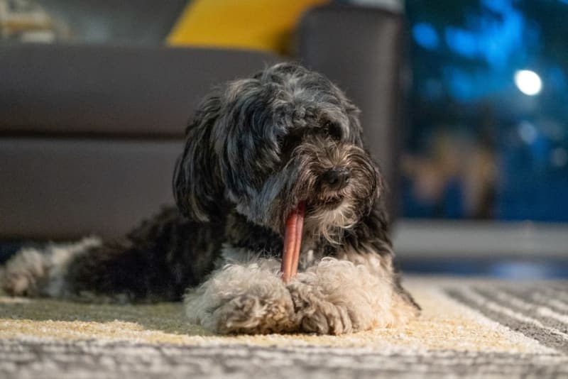 Do dog dental chews really work? Do dog dental chews really work?